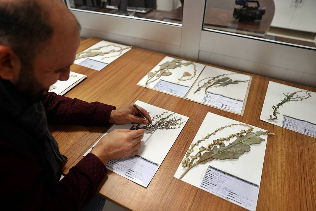 Dünyada sadece o kentimizde yetişiyor! Herbaryumda 400 bitki koruma altına alındı 14